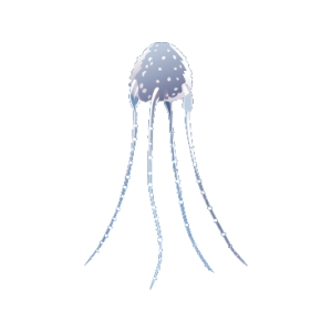Irukiandi Jellyfish